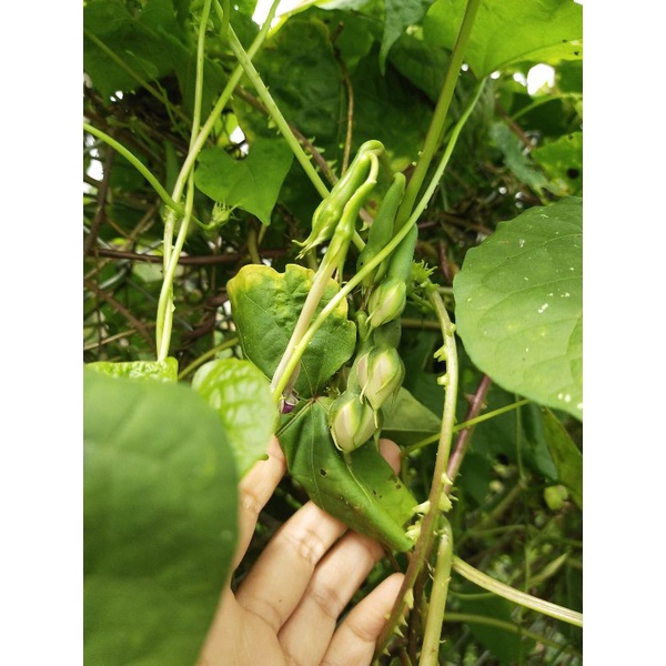 เมล็ดพันธุ์ถั่วกาหยี 25 เมล็ด ถั่วท้ายล่อ