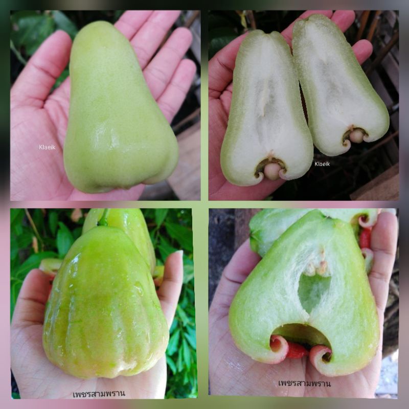 จัดชุด ต้นชมพู่​เขียวอำ​พัน​+เพชรสามพราน​