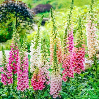 เมล็ดพันธุ์ ดอกฟ๊อกเลิฟ ดิจิทาลิส digitalis purpurea foxglove excelsior 1000 เมล็ด เมล็ดพันธุ์นำเข้าจาก อังกฤษ