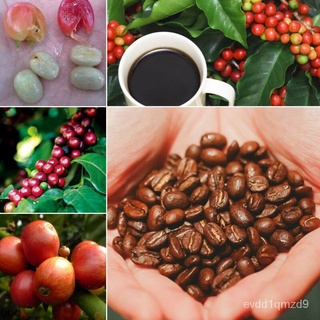 30pcs Coffea seeds เมล็ดพันธุ์ กาแฟ ต้นผลไม้ ต้นผลไม้ถูกๆ ต้นไม้ผลกินได้ พันธุ์ต้นไม้ผล พันธุ์ไม้ผล เมล็ดพันธุ์ Seeds fo