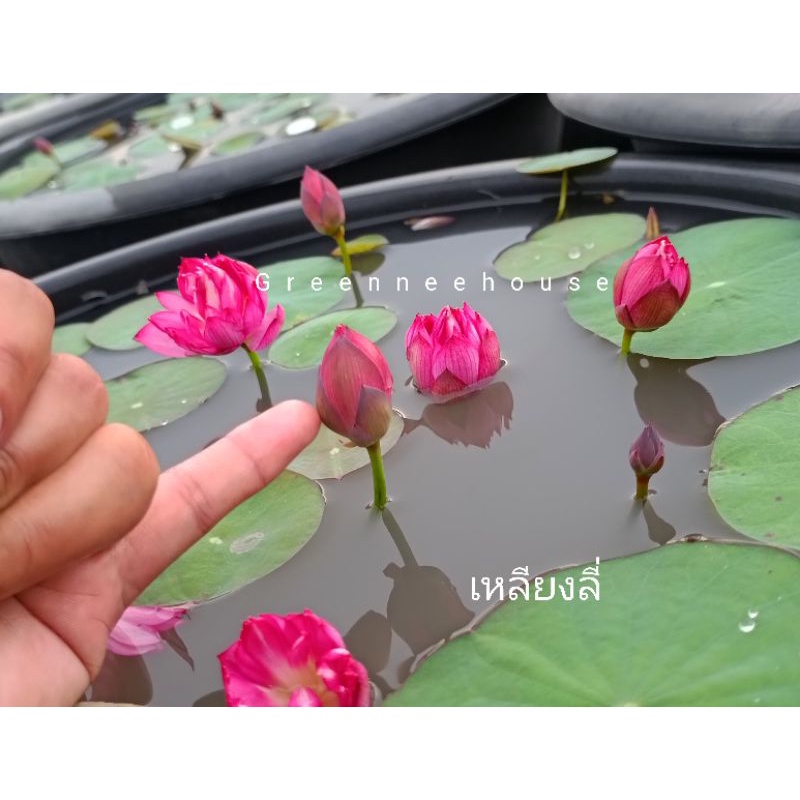 บัวหลวงแคระเหลียงลี่(ดกมาก)ดอกสีแดงอมชมพูมาแล้วจ้า🎊