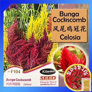 F104ดอกหงอนไก่ JC Garden Celosia Flower เมล็ดพันธุ์เมล็ดพันธุ์ benihed seeds I9EU