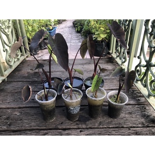 บอนดำ Colocasia Esculenta Black Magic ส่งพร้อมใบ