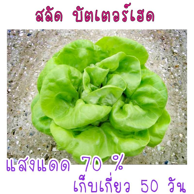 เมล็ด​พันธุ์​ สลัด​ บัตเตอร์เฮด​ 100​ เมล็ด​