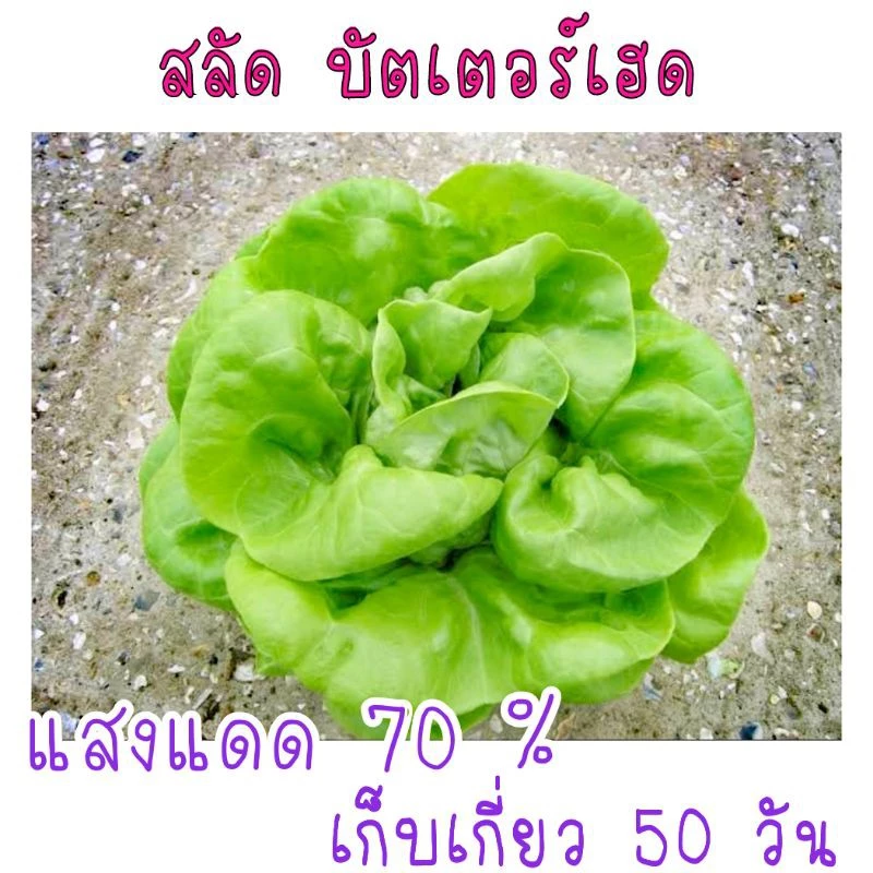 เมล็ดพันธุ์ สลัด บัตเตอร์เฮด 100 เมล็ด