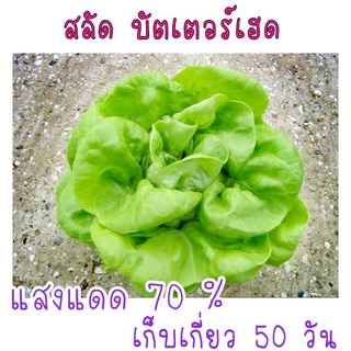 เมล็ด​พันธุ์​ สลัด​ บัตเตอร์เฮด​ 100​ เมล็ด​