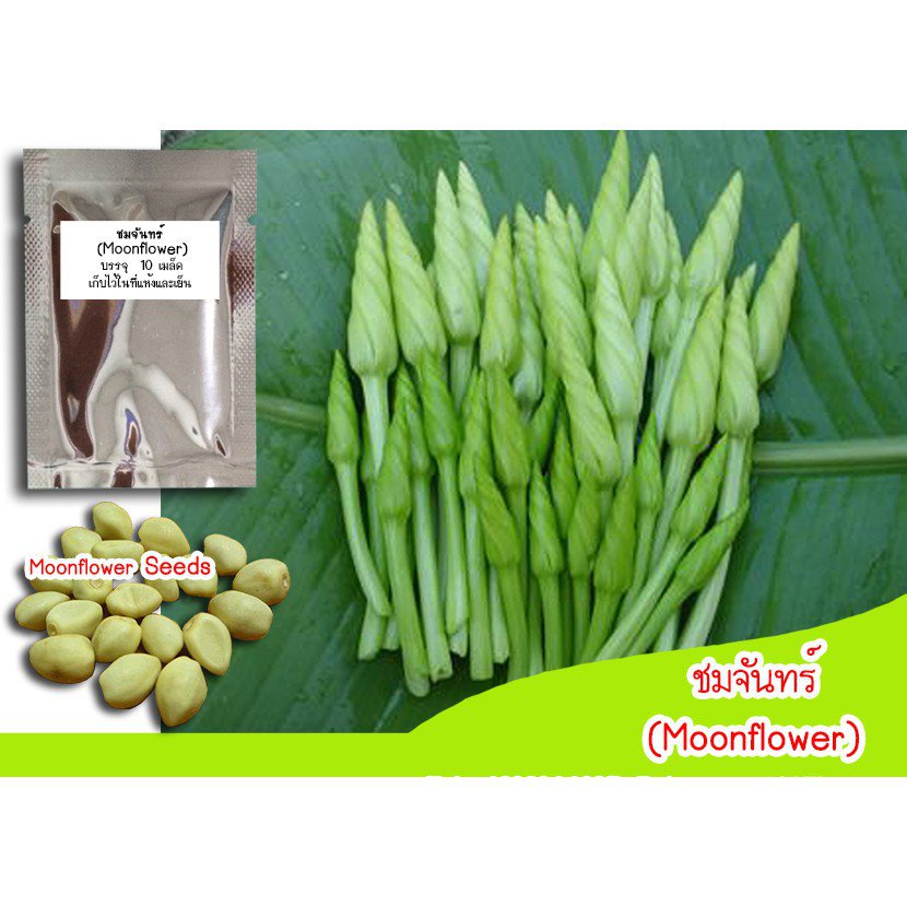 （คุณภาพสูง เมล็ด）ชมจันทร์ (Moonflower) เมล็ดต้นชมจันทร์ ดอกไม้จีน ดอกชมจันทร์ เมล็ดดอกชมจันทร์ เมล็ด