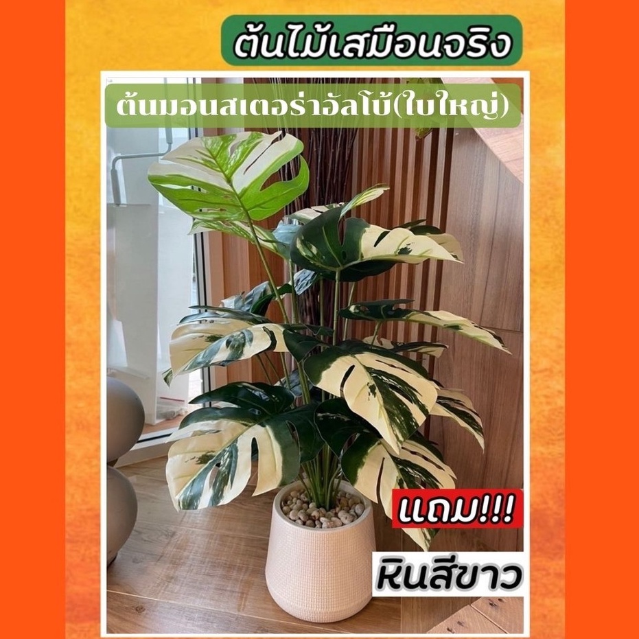 (รุ่นใบใหญ่มาก) ต้นมอนสเตอร่าด่าง ต้นมอนสเตอร่าไจแอนด์อัลโบ้ (รุ่นใบใหญ่) สูง 70 cm ขาตั้งต้นไม้ ต้องสั่งแยกจ้า