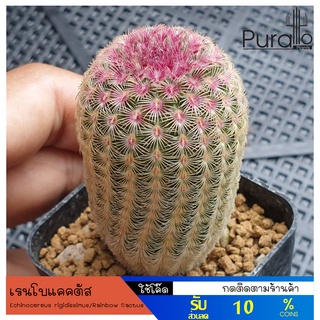 ต้นกระบองเพชร เรนโบแคคตัส Rainbow Cactus Echinocereus rigidissimus #ไม้เพาะเมล็ด #Rainbow #แคสตัส #cactus