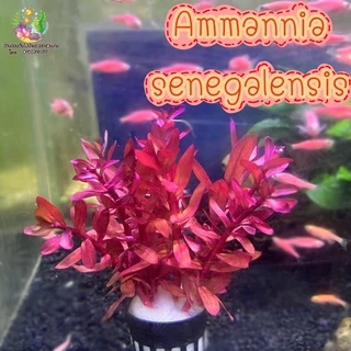 แอมโมเนีย(พอส) Ammannia senegalensis🌱🐠