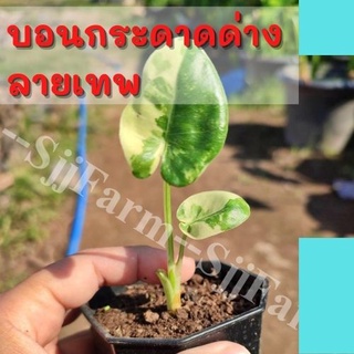 1 ต้น !Alocasia macrorrhizos ต้นบอนกระดาดด่างขาว จากต้นแม่ด่างแท้ จัดส่งพร้อมกระถาง 3 นิ้ว ไม้ด่างแท้รับประกันด่างลายเทพ