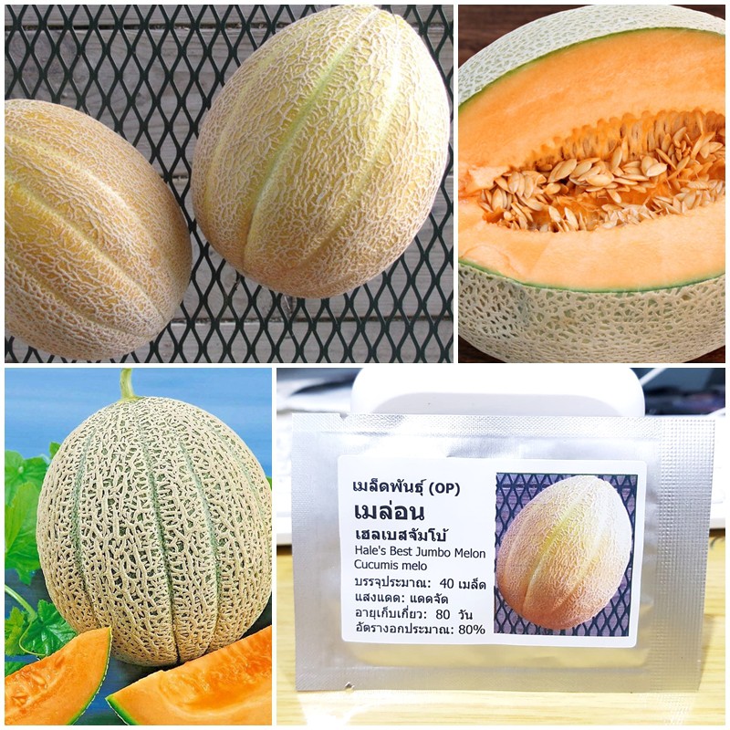 เมล็ดพันธุ์ เมล่อน เฮลเบสจัมโบ้ (Hale's Best Jumbo Melon Seed) บรรจุ 40 เมล็ด คุณภาพดี ราคาถูก ของแท้ 100%
