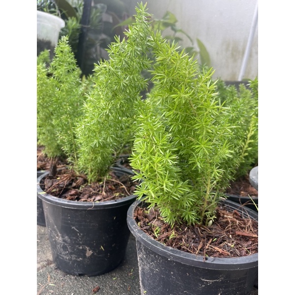 ต้นปริกหางกระรอก ไม้มงคลฟอกอากาศ กระถาง 8