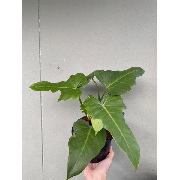 ต้นฟิโลเดนดรอน โกลเด้นดราก้อน ฟอร์มสวย ในกระถาง 5.5 นิ้ว Philodendron Golden Dragon แพ๊คจัดส่งพร้อมก