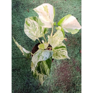 Epipremnum aureum พลูแอปเปิ้ล