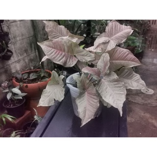 Syngonium Pink Spot ส่งสินค้าตรงตามภาพ