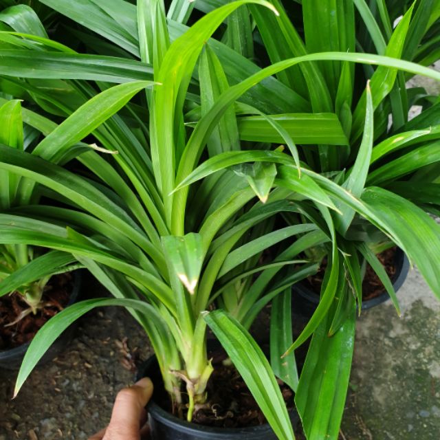 My Image 10