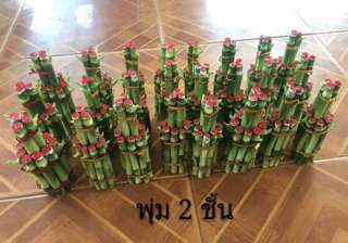 ไผ่กวนอิม พุ่ม 2 ชั้น