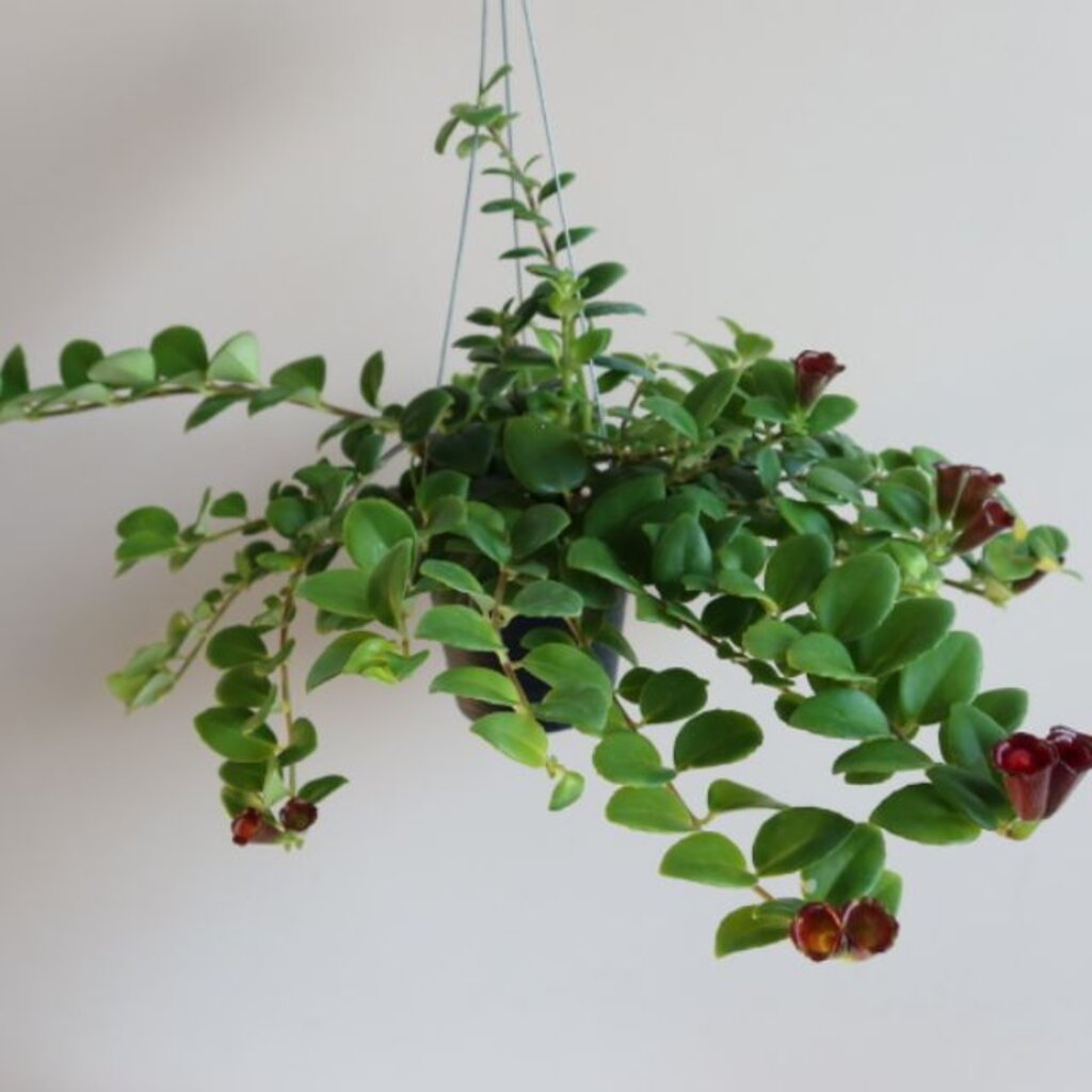 มุมมอง 2