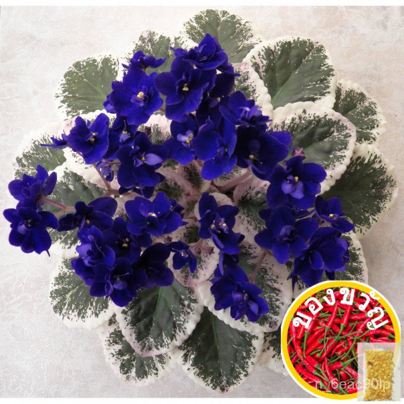 Variegated African violet flower plant seeds内裤/苹果/母婴/通心菜/上衣/木瓜/向日葵/花园/seeds/芹菜/ JTTP