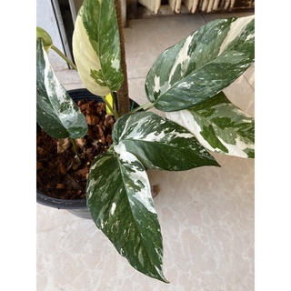 อิพิด่างขาวEpipremnum Pinnatum Variegated ไม้ฟอกอากาศ พร้อมกระถาง 7-9 นิ้ว (1ต้น/แพค)