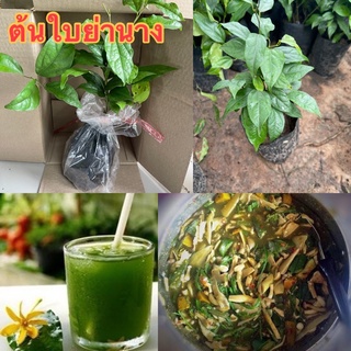 🌿ต้นกล้าใบย่านางชำราก🌿สมุนไพร