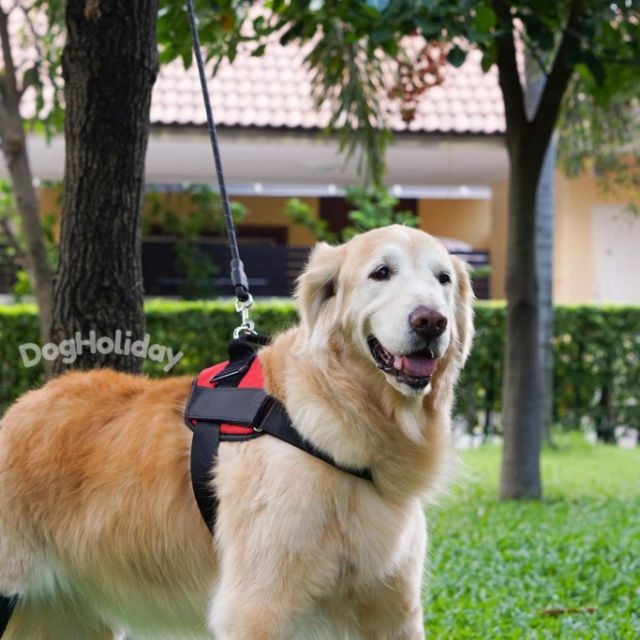 CatHoliday สายรัดอก K9 สายรัดอกสุนัข สายรัดอกสัตว์เลี้ยง