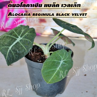 อโลคาเซีย แบล็ค เวลเวท (Alocasia black velvet) สายดาร์ค เท่ๆ  สินค้าส่งตามตัวเลขที่ติดกระถาง