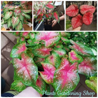 （เมล็ดพันธุ์ ถูก คละ）เมล็ดพันธุ์ บอนสี Mixed Caladium Seeds แต่ละแพ็คมี 100 เมล็ด ดอกไม้จริง ต้นดอกไม้สวยๆ เมล็ดดอกไม้00