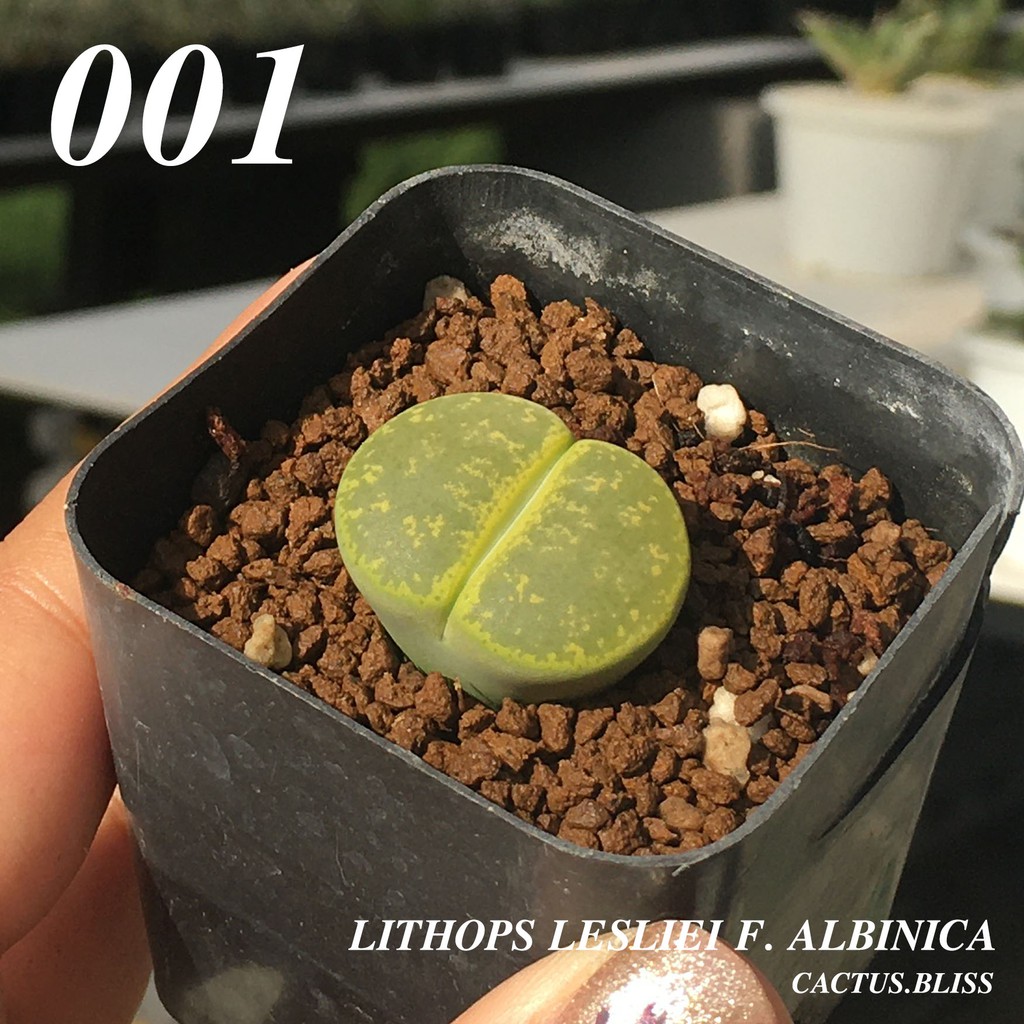 ไลทอปส์ เลสลี่ไอ Lithops lesliei f. albinica สีเขียวมะนาว ก้อนหินมีชีวิต ไม้อวบน้ำ น่ารัก ไม้เมล็ด กระบองเพชร cactus