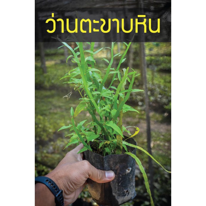 ต้นว่านตะขาบบิน ว่านหายาก สูง20-30ซม ถุงเพาะชำพร้อมปลูก