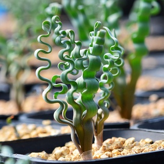 Trachyandra Tortilis (เทรคชีแอนด้า โทติลิส)