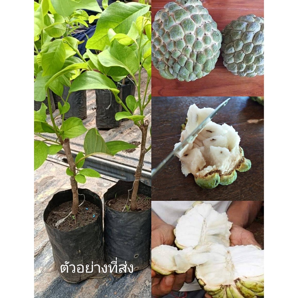 (รับ3ต้น)(เสียบยอด) #น้อยหน่าฝ้าย น้อยหน่าโบราณรสหวานหอม 🏡แฮปปี้
