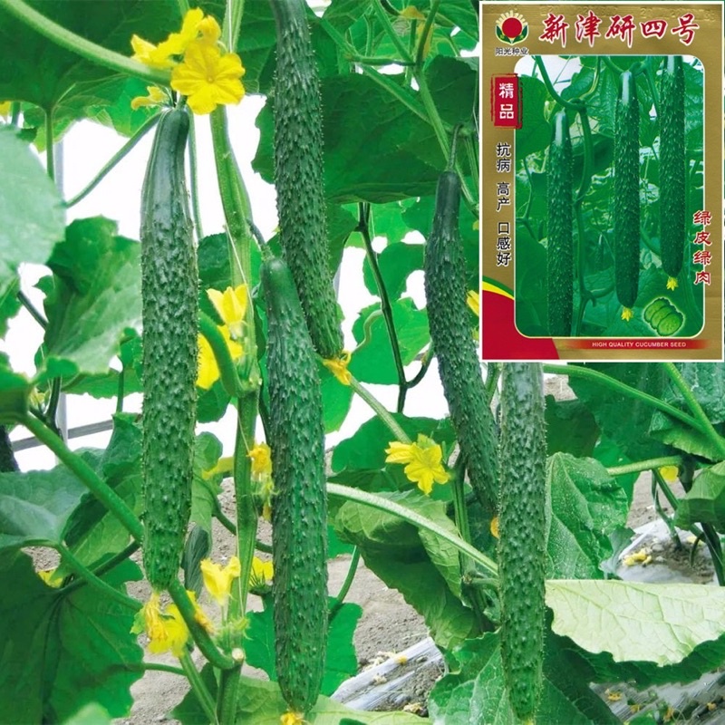 เมล็ดแตงกวาญี่ปุ่น 60เมล็ด สินค้าแบ่งบรรจุ Japanese Cucumber เมล็ดนำเข้า พันธุ์แท้100%