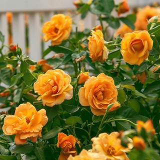 เมล็ดพันธุ์ กุหลาบพวง Floribunda Rose Seeds สีส้ม ดอกหอม นำเข้าจากต่างประเทศ 30 เมล็ด