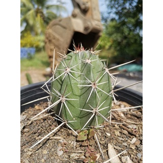 ริทเทอร์โร มีรากแล้ว Ritterocereus Cactus         แคคตัส กระบองเพชร ไม้อวบน้ำ ไม้กราฟ ราคาถูก ริทเทอโร ตอกราฟ ตอริทเทอโร