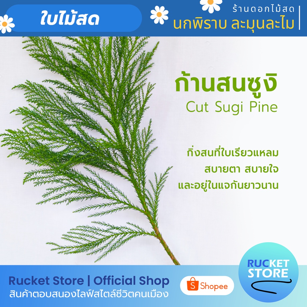 ก้าน สนซูงิ | Cut Fresh Sugi Pine