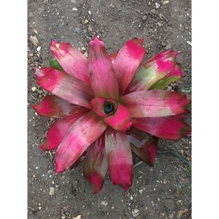 Neo Shocking Pink #ต้นสับประรดสีเต็มฟอร์มแล้ว #bromeliad# ต้นไม้สวยงาม# ไม้ประดับ# ตกแต่งสวน# ปลูกตกแต่งบ้าน# ไม้มงคล