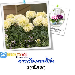 ดาวเรืองแอฟริกัน (African Marigold) วนิลลา 25 เมล็ด (จาก PanAmerican Seed Co.)