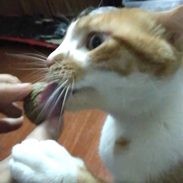 [ABC cat] รวมแคทนิป ไม้มาทาทาบิ ขัดฟันแมว แคทนิปบอลแมว ของเล่นแมว ของเล่นสัตว์เลี้ยง - รูปที่ 5