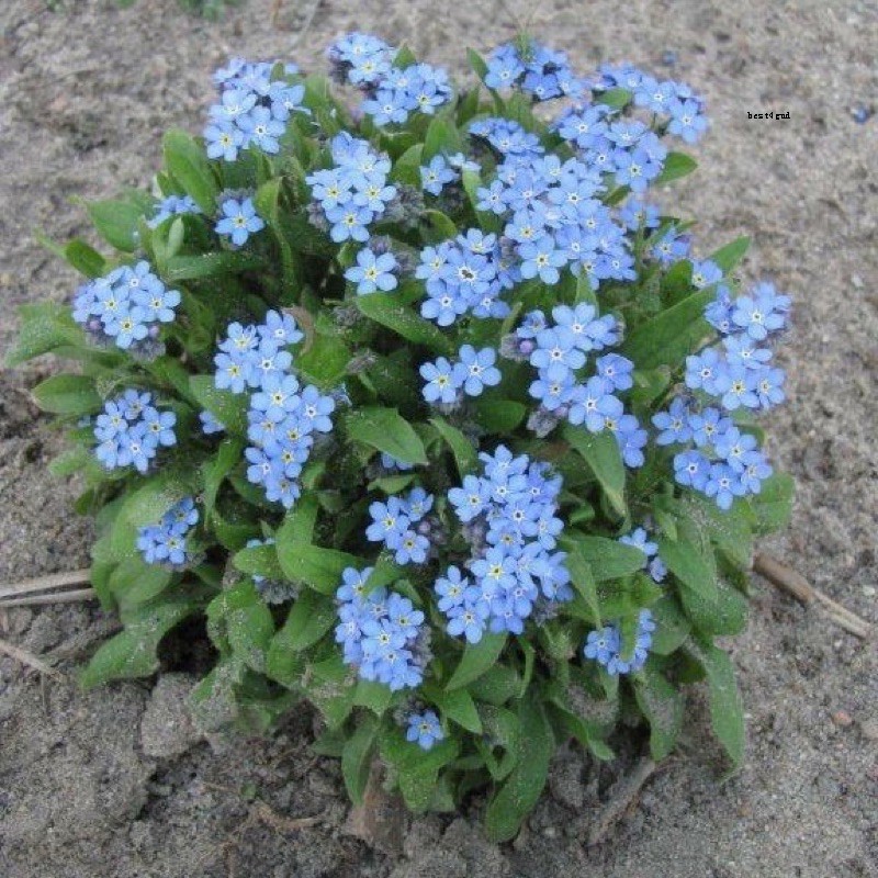 เมล็ดพันธุ์ ฟอร์เก็ตมีน็อท Me Not Flower Seed) บรรจุ 100 เมล็ด
