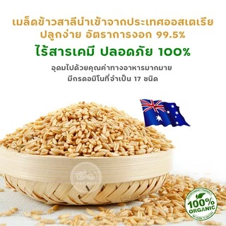 ชุดปลูกหญ้าแมว กระปุกใสx1 Cat Grass ชุดพร้อมปลูก ขับก้อนขน หญ้าแมว หญ้าหมา หญ้ากระต่าย หญ้าแฮมเตอร์