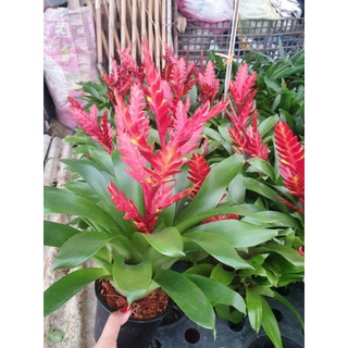 Vriesea Carinata, สัปปะรสสีกระถาง5นิ้ว