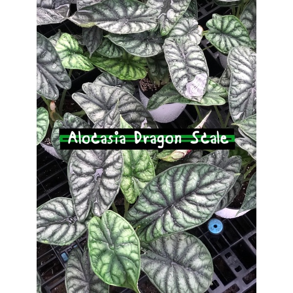 Alocasia Dragon Scale 🐲 อโลคาเซีย ดราก้อน สเกล 🪴