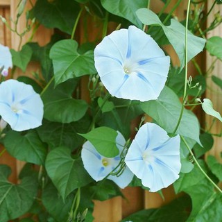 เมล็ด ดอกมอนิ่งกลอรี อิสเมย์ - Ismay Morning Glory