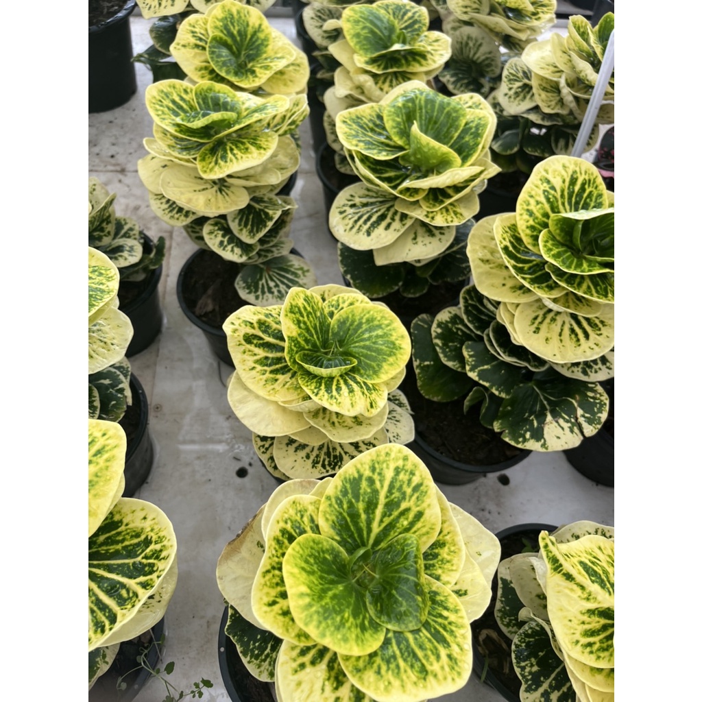 มุมมอง 2