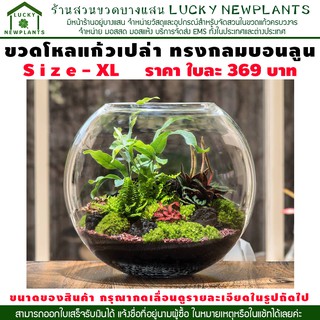 ขวดโหลแก้ว โหลแก้ว อเนกประสงค์ ไซต์ XL ขนาดใหญ่ 369 บาท บรรจุของเหลวได้ 3,000 ml.