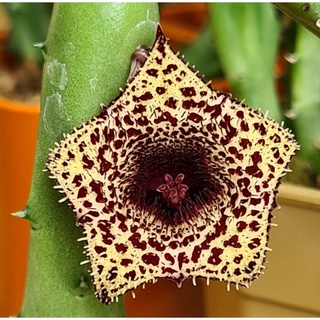 เก๋งจีนดอกลายเหลืองตกกระน้ำตาล (Huernia erinacea) หน่อเด็ดสด ไม้อวบน้ำ แคคตัส cactus