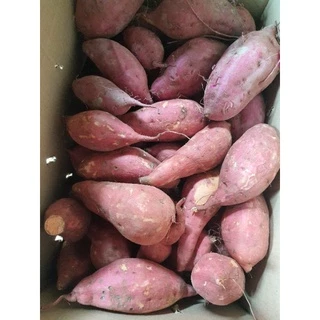 ยอดมันม่วงโอกินาว่า,ส้มโอกินาว่า , ชุดละ 50-100 ยอด #เลือกสายพันธุ์ได้