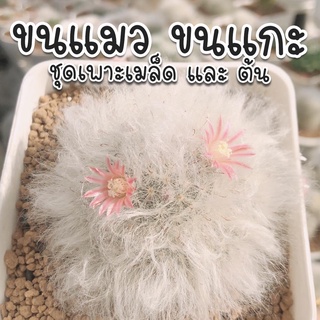 ชุดเพาะเมล็ดและต้น 🌸 แมมขนแกะ &amp; ขนแมว 🌸🌵กระบองเพชร/แคคตัส 🌵